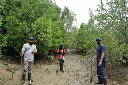 Mangrove Seeding by our employees